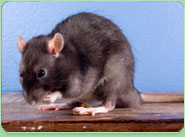rat control East Dereham