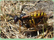 wasp control East Dereham