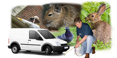 East Dereham local van